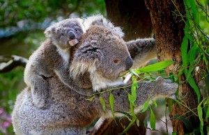 koala-61189_640.jpg